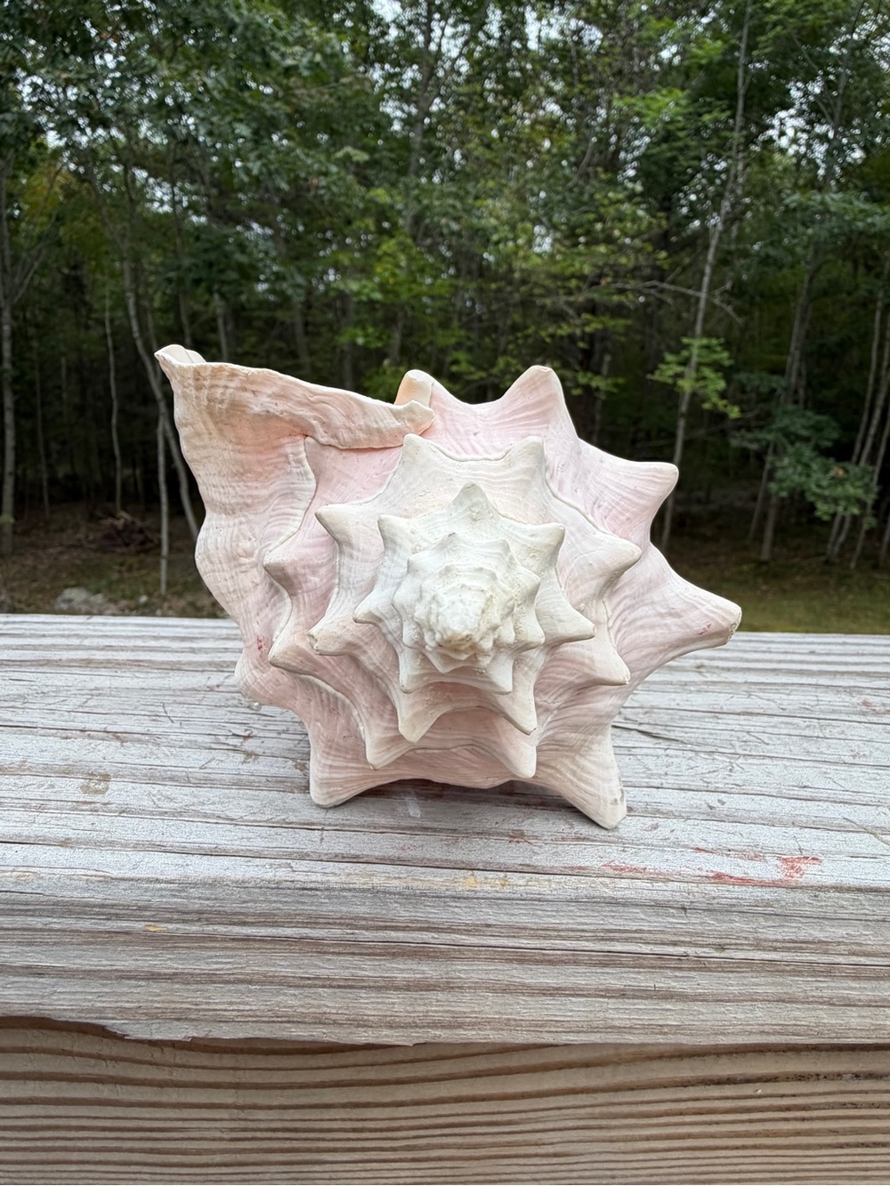 Queen Conch | SeaShell - Picture 9 of 13
